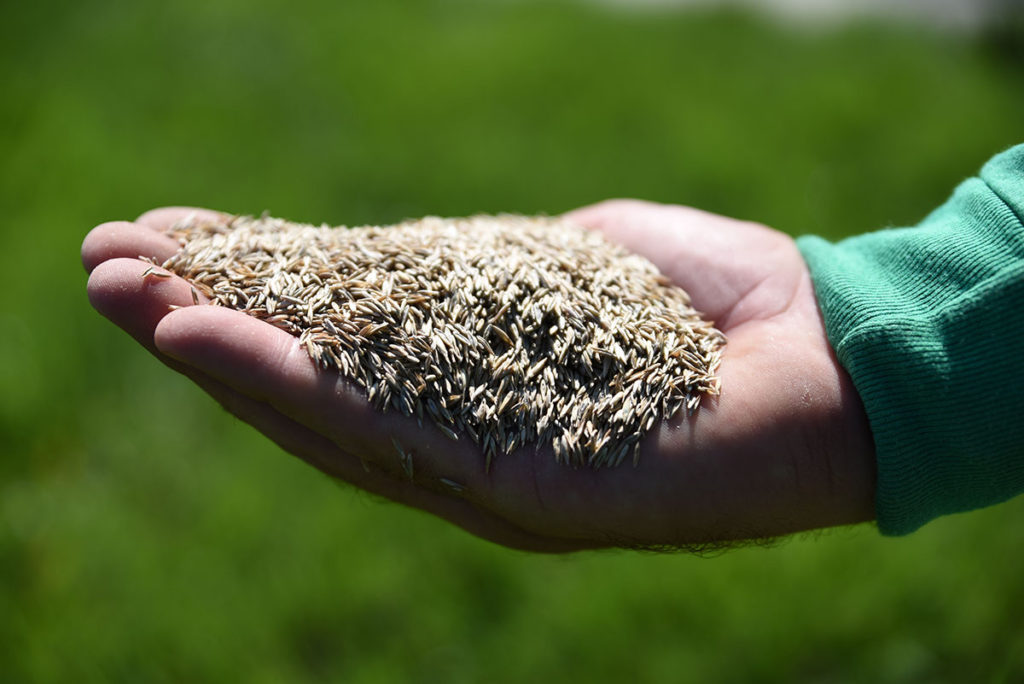 lawn grass seeding Cary NC RTP Raleigh